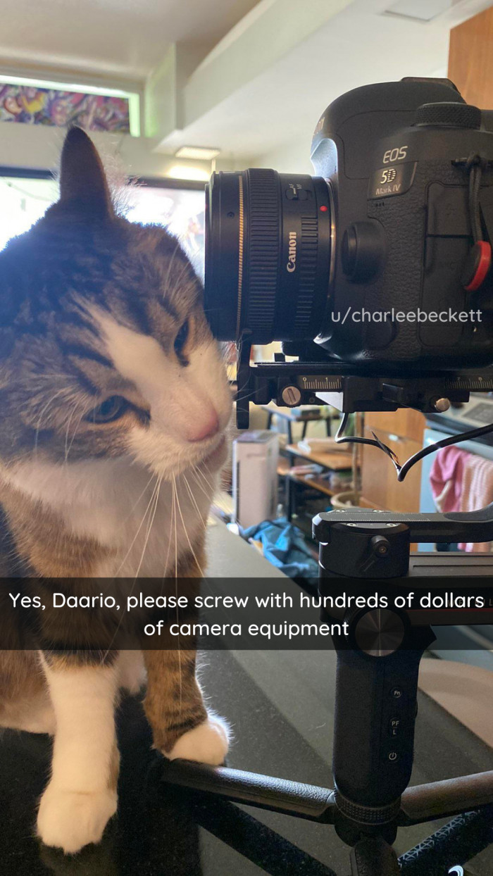 2. Your camera has been blessed by the whiskers of a cat.
