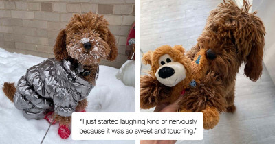 Secret Admirer Leaves Gifts For This Adorable And Loving Dog