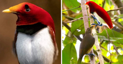 With Its Vivid Colors, King Bird-of-Paradise Is a Living Gem