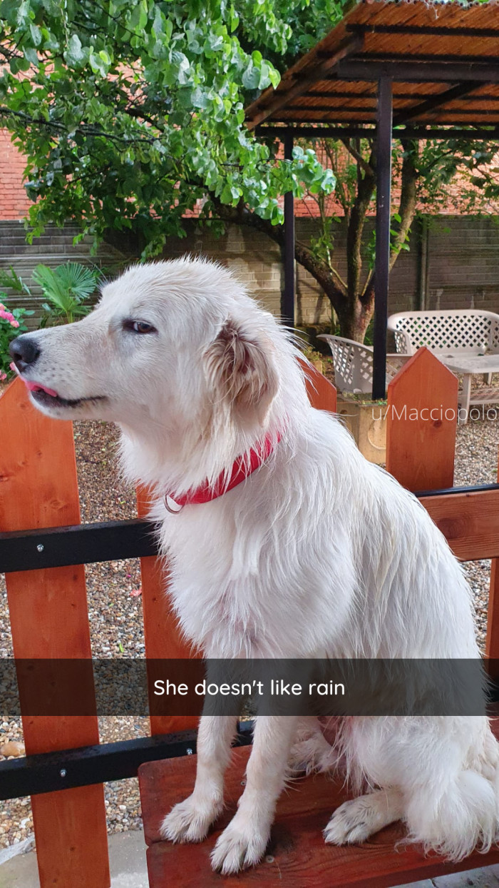 16. She might poop in your shoe later, like a proper dog.