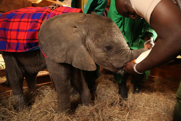 According to these dedicated humans, when the elephants wake up late at night, they will reach their trunks and pull the blanket off of the sleeping caretaker. This means it's bottle-feeding time.