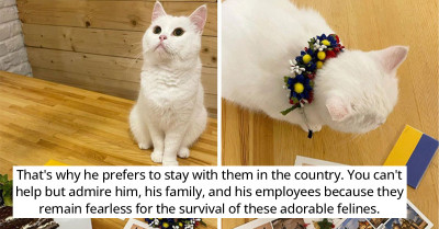 This Cat Café In Ukraine Is Surprisingly Still Open Despite The Ongoing War