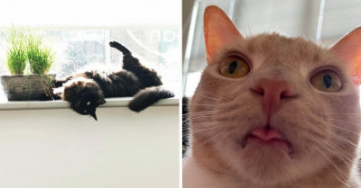 20+ Pics Of Cats Acting Weird And Foolish People Have Shared On Reddit Are Absolutely Hilarious