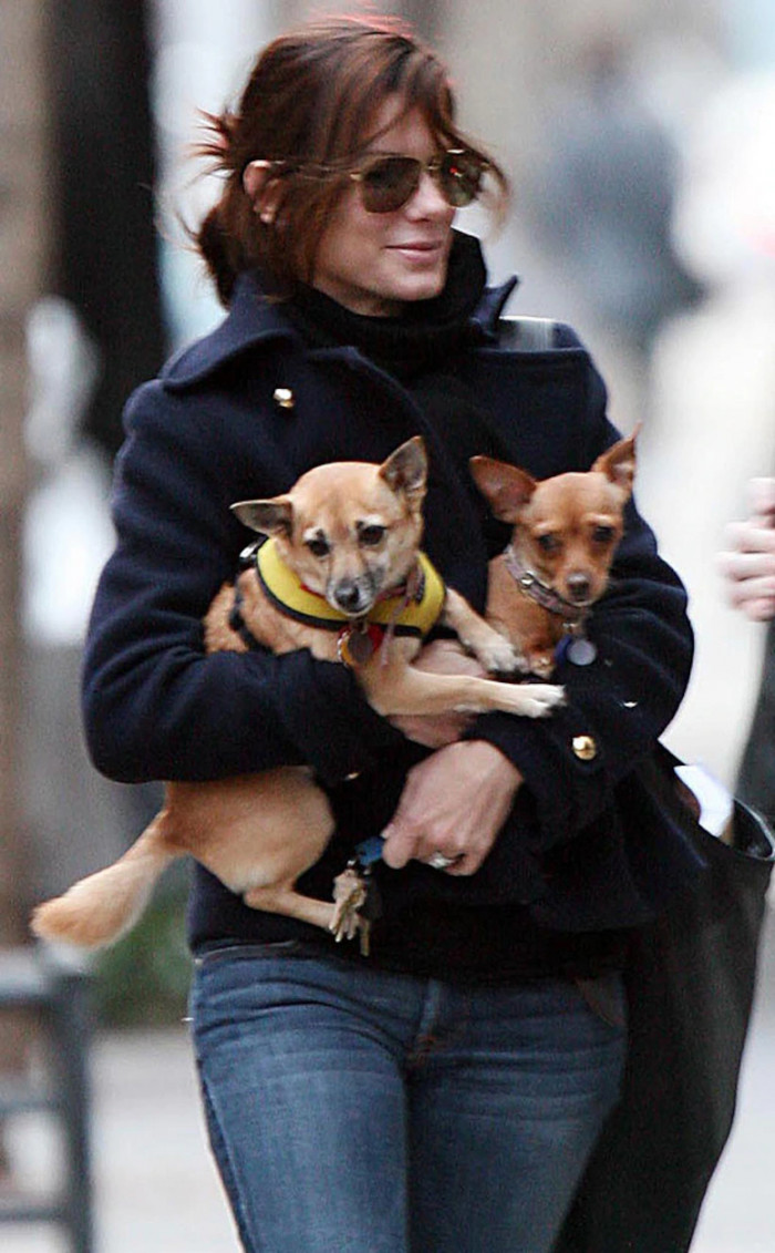 32. Sandra Bullock and her rescued clan of Poppy, a tripod, and Ruby, a two-legged Chihuahua.