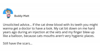 Man Mistakenly Dutch Ovens His Cat, Marking A Saturday Morning That He Will Never Forget