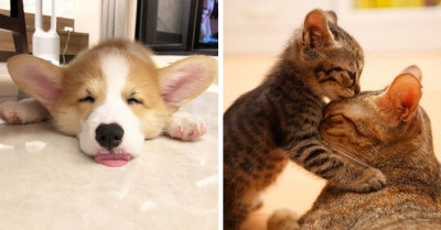 20+ Photos Of Adorable Animals That Can Boost The Dopamine Of Even The Staunchest Anti-Pet Person