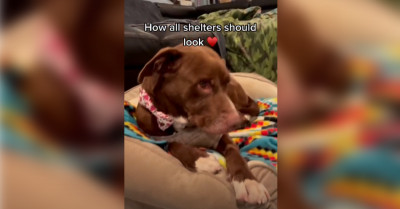 13 Dog Posts That So Wonderfully Explain How Adorable Dogs Are