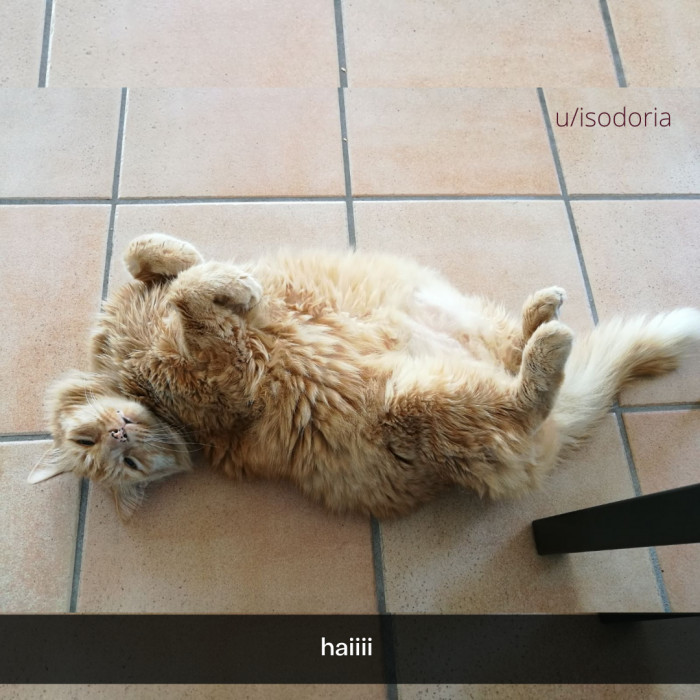 15. Tempting... that belly looks P L U S H