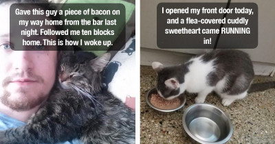 15 People Share Photos Of Cats That Unexpectedly Showed Up In Their Homes