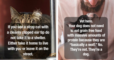 Veterinarians Share Biggest Delusions Pet Owners Have About Their Pets