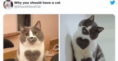 These 20 Pictures Are Basically Just A List Of Reasons As To Why You Should Get A Cat