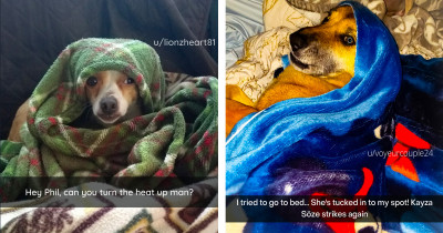 Dogs Are So Funny They Give Us A Reason To Laugh Every Day