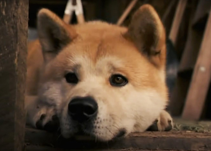 36. Hachi: A Dog's Tale (2009)