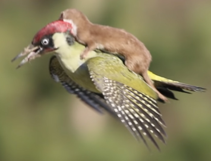 Even BBC News took notice of the pictures and interviewed Le-May to share his unique encounter.