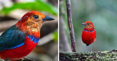 Bright Red Jacket And A Shimmering Blue Necklace Make Blue-Banded Pitta A Royalty Of The Bird World
