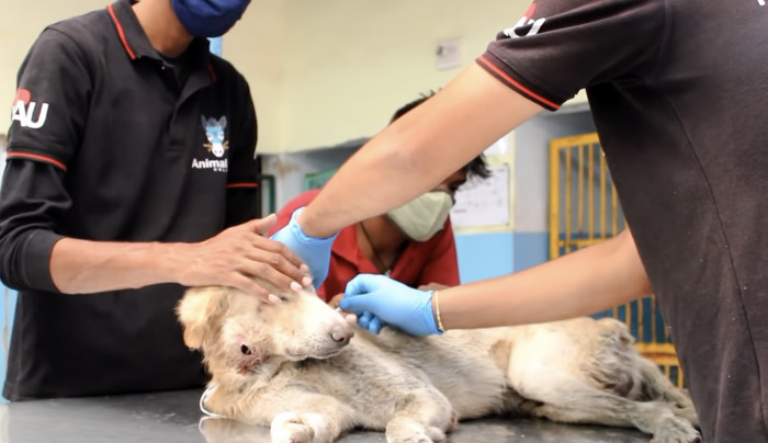 The dog just looks so weak. He doesn't even have enough energy to whimper from pain.