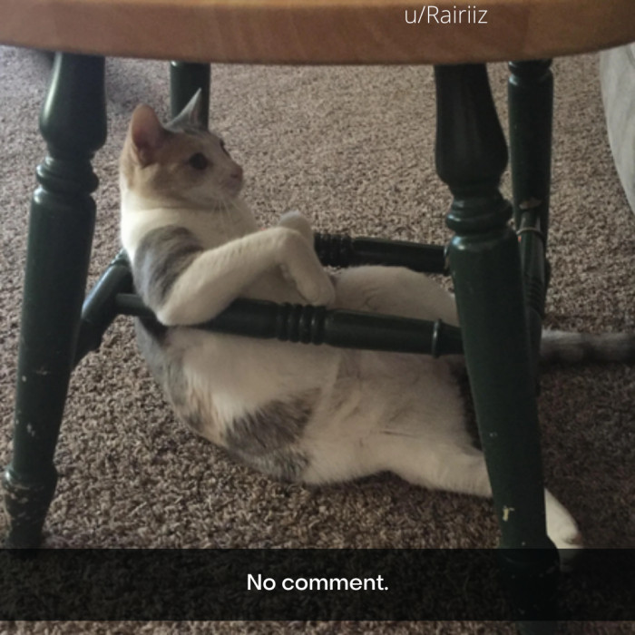 18. Casually better than the other cats.