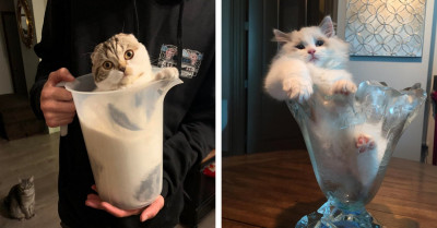 Cats That Are Their Own State Of Matter