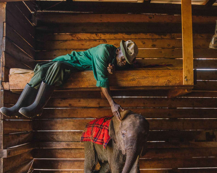 Their demanding job takes them away from their own families and children. But these inspiring carers treat the baby elephants as if they are their own children.