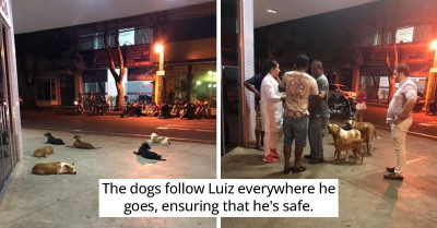 Dogs Chase Ambulance And Wait Outside Hospital For Their Homeless Owner To Come Out