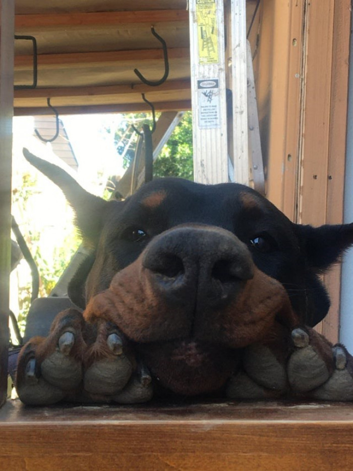 14. Hey you! I want you to pet me right now