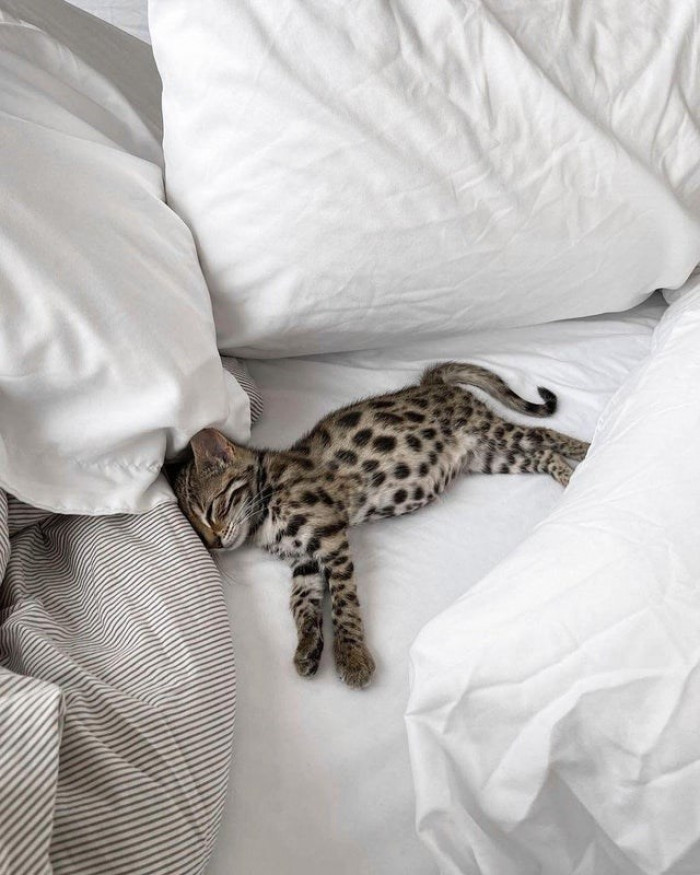 3. And Catty is having his beauty sleep