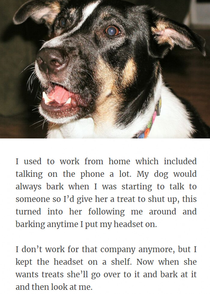 36. A Clear Signal for a Treat