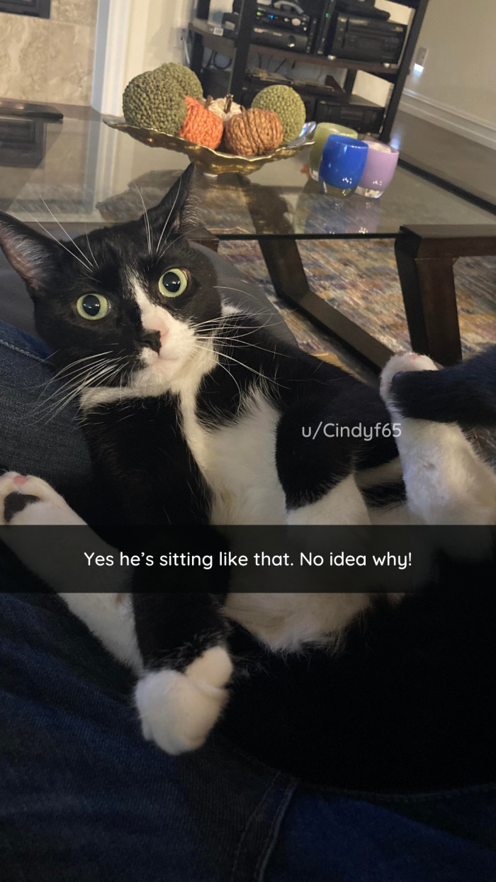 39. This cat is C O M F Y.