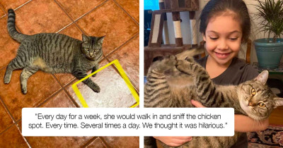 Silly Cat Is Totally Convinced This Spot On The Floor Is A Magical Dispenser Of Food