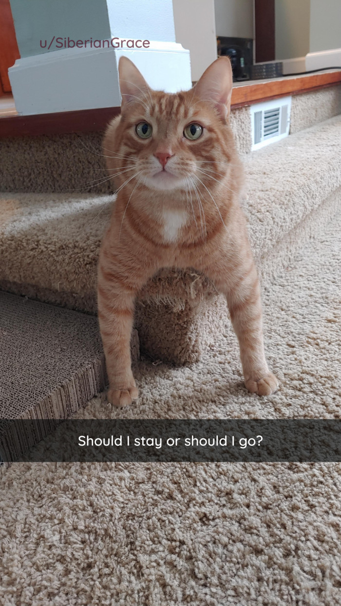 Curious cat climbing high, caption jokes about “Maybe she is people”