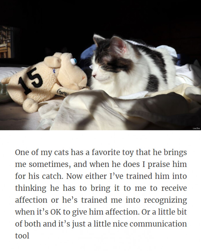 29. This Cat Is Getting Better at Communicating Than Humans Do