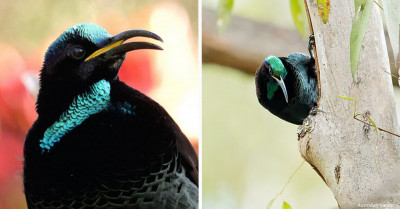 Say Hello to the Paradise Riflebird, a Creature with Brilliant Colors That Shine with a Metallic Sheen