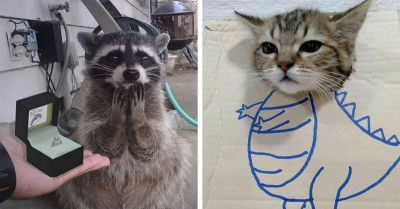50 Animals Doing Random Things That Will Give You the Giggles
