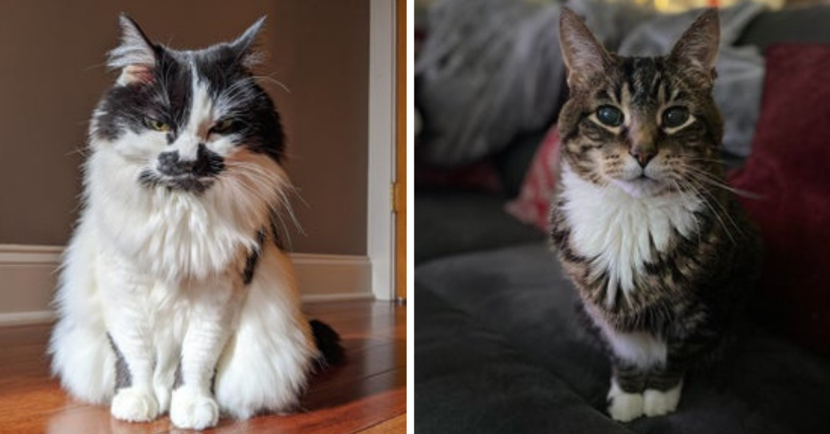 Say Hello To Senior Citizens Of The Pet Republic Who Are Basking In The