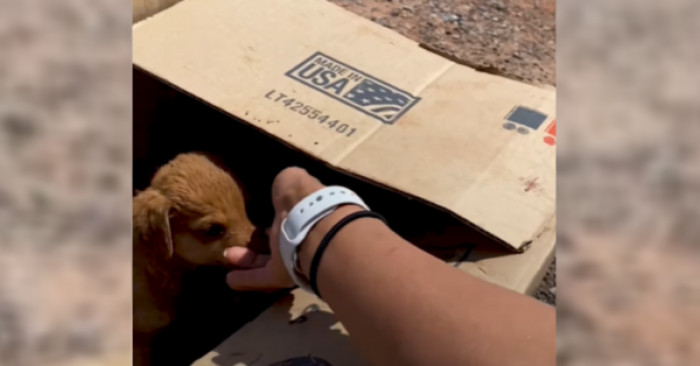 Paige was walking around on a 110-degree summer day in the desert when she noticed the box.