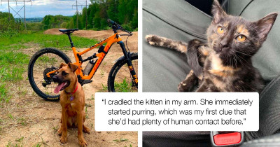 Dog Notices a Kitty in Distress While Exercising in the Woods with His Dad and Saves Her Life