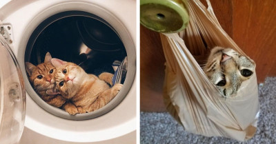 28 Cats Who Are Acting Hilariously Weird, And We Can't Help But Wonder If They're Up To Something