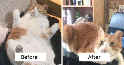 30 Of The Most Impressive Animals' Before And After Weight Loss Pics