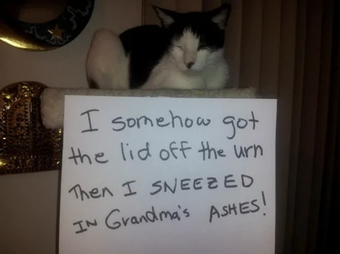 1. I somehow got the lid off the urn and sneezed in Grandma's ashes!