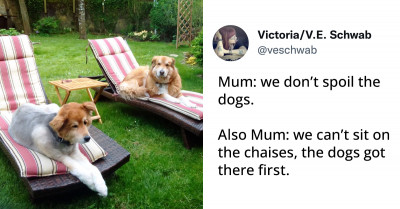 Scroll Through These Cute Animal Tweets For Your Daily Dose Of Serotonin