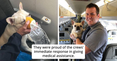 Instead Of Following The Protocol, Flight Attendants Chose To Save A Dog's Life On Flight With An Oxygen Mask