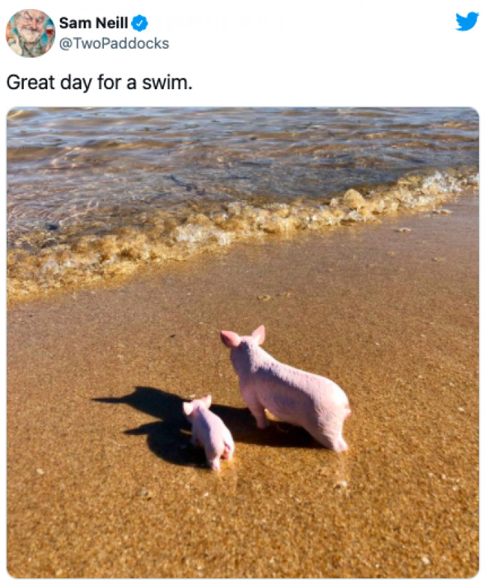 3. Just two little piggies going for a nice swim