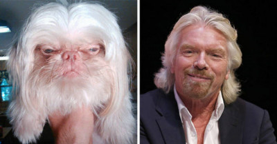 These 12 Dogs Are Masters Of Disguise
