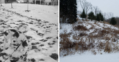 15 Dogs That Blend So Perfectly With Their Environment That You Will Not Be Able To Find Them