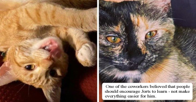 Coworker Reports Guy to HR After He Made Fun of Office Cats’ Intelligence