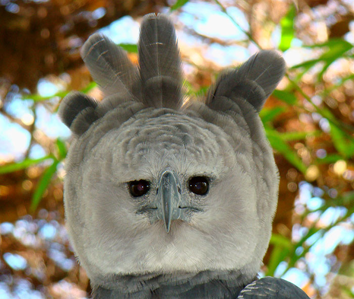 Marvel At The Exceptional Beauty, Size, and Majesty Of The Harpy Eagle