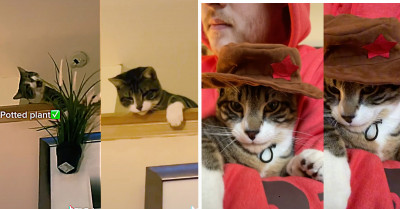 TikTok Cat Can Catch Just About Anything Its Human Throws At It