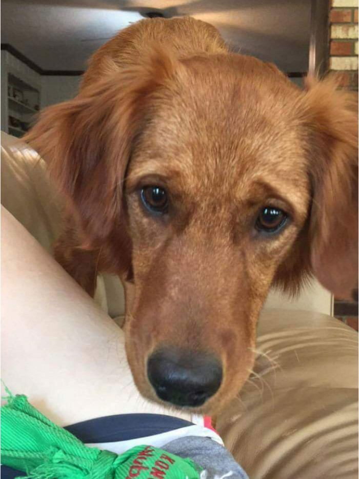 3. This doggo decided to bring its owner his toy to play with because the owner was having a bad day.