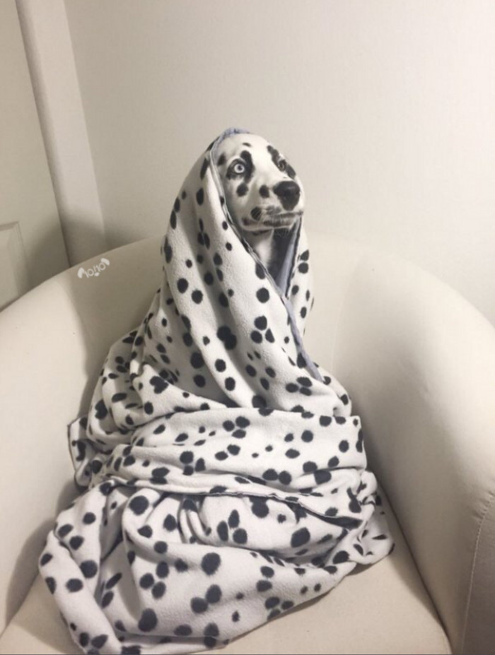 12. Get your dog a matching blanket today.