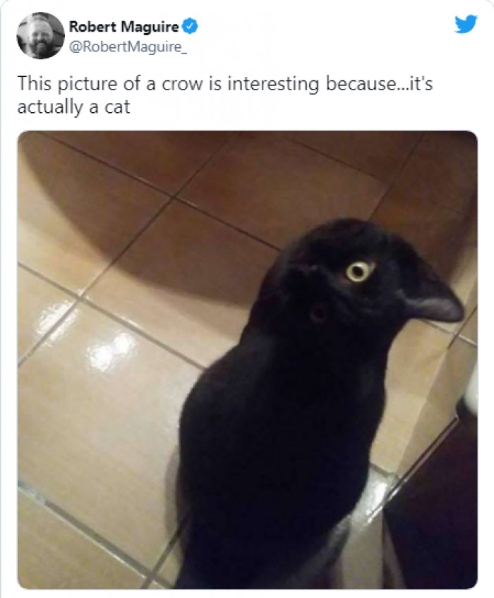 14. Meet a crow.